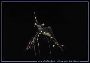 Cleaning Schrimp... Que du bonheur... :O)... by Michel Lonfat 
